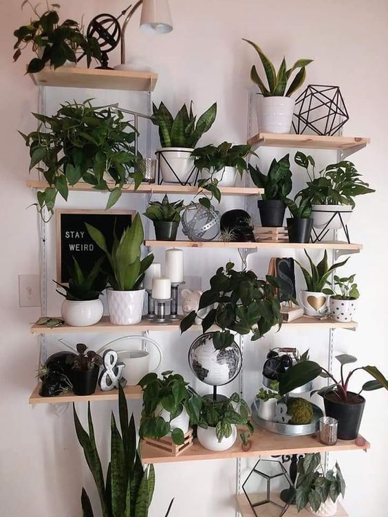 36 Ways to Create Your Own Plant Zoom plants, plants decor for home, home decor