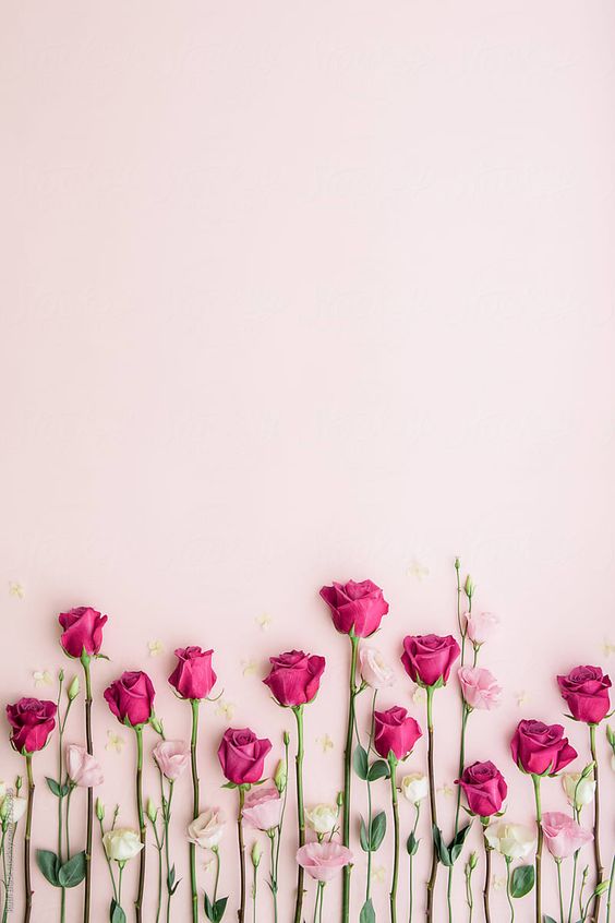 35 Most Popular Flower Wallpapers For Your Iphone Colorful Wallpaper,Flower Wallpaper,Landscape Wallpaper.
