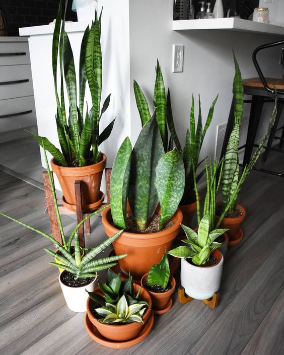 36 Ways to Create Your Own Plant Zoom plants, plants decor for home, home decor